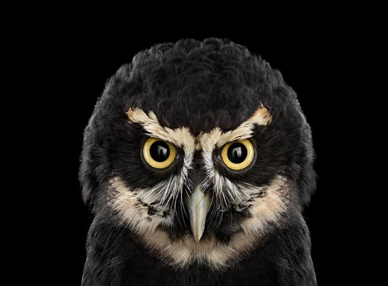 The Mystical Beauty Of Owls (18 pics): http://www.boredpanda.com/owls-wildlife-birds-brad-wilson/ … http://t.co/3uRsJsYzEj #nature #owls