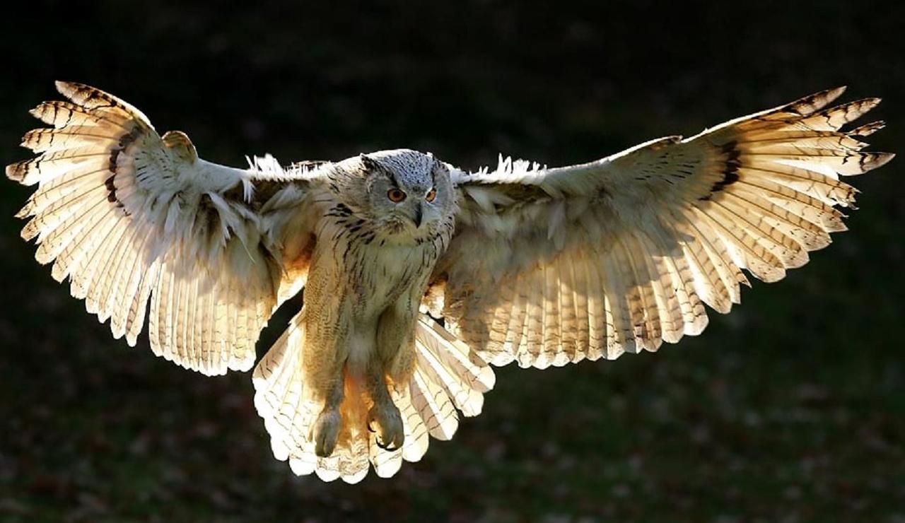 #zooooom on #owls, #birds, #animals http://t.co/3vR5mgRnyE e0722061350