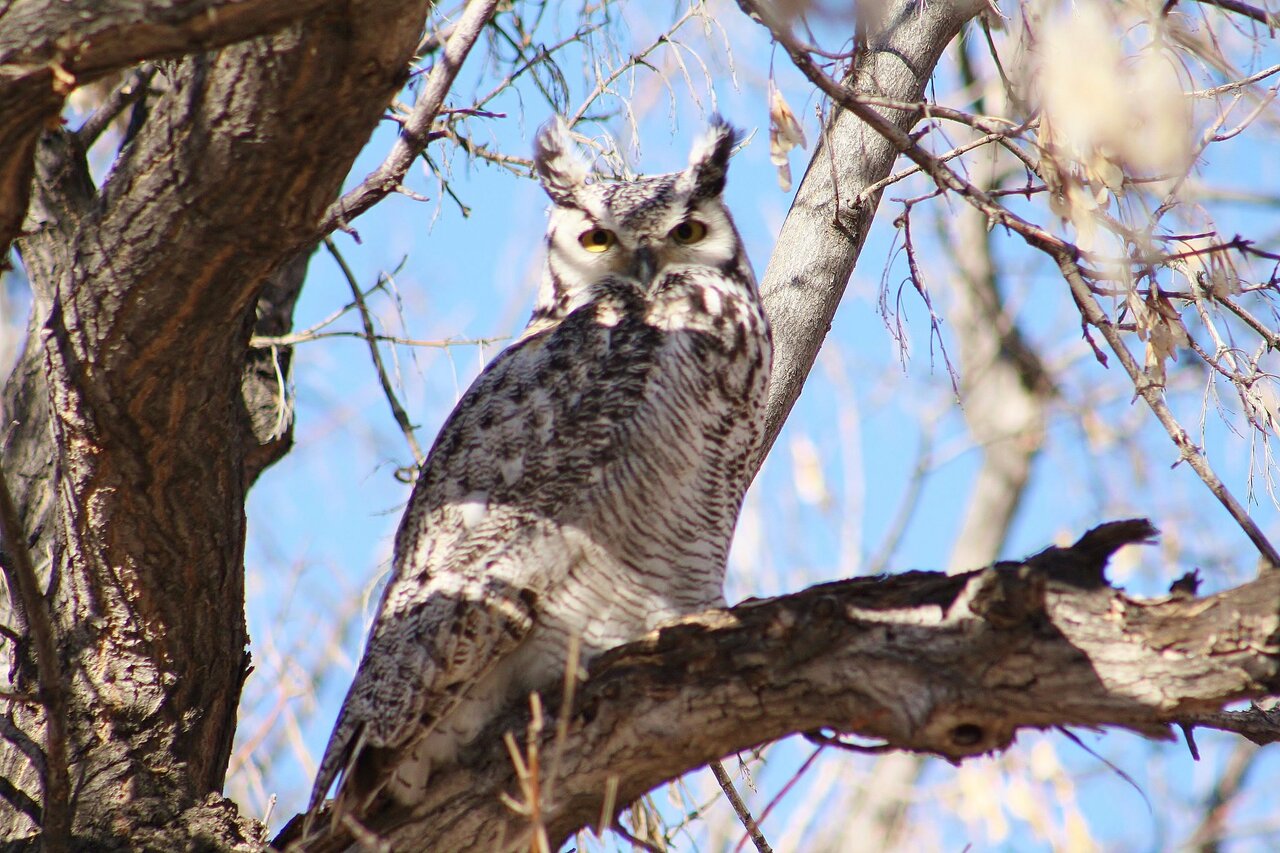 March 22nd Owl of the day in Brooks #Alberta #Nature #Photo http://t.co/9RzKtaxNes