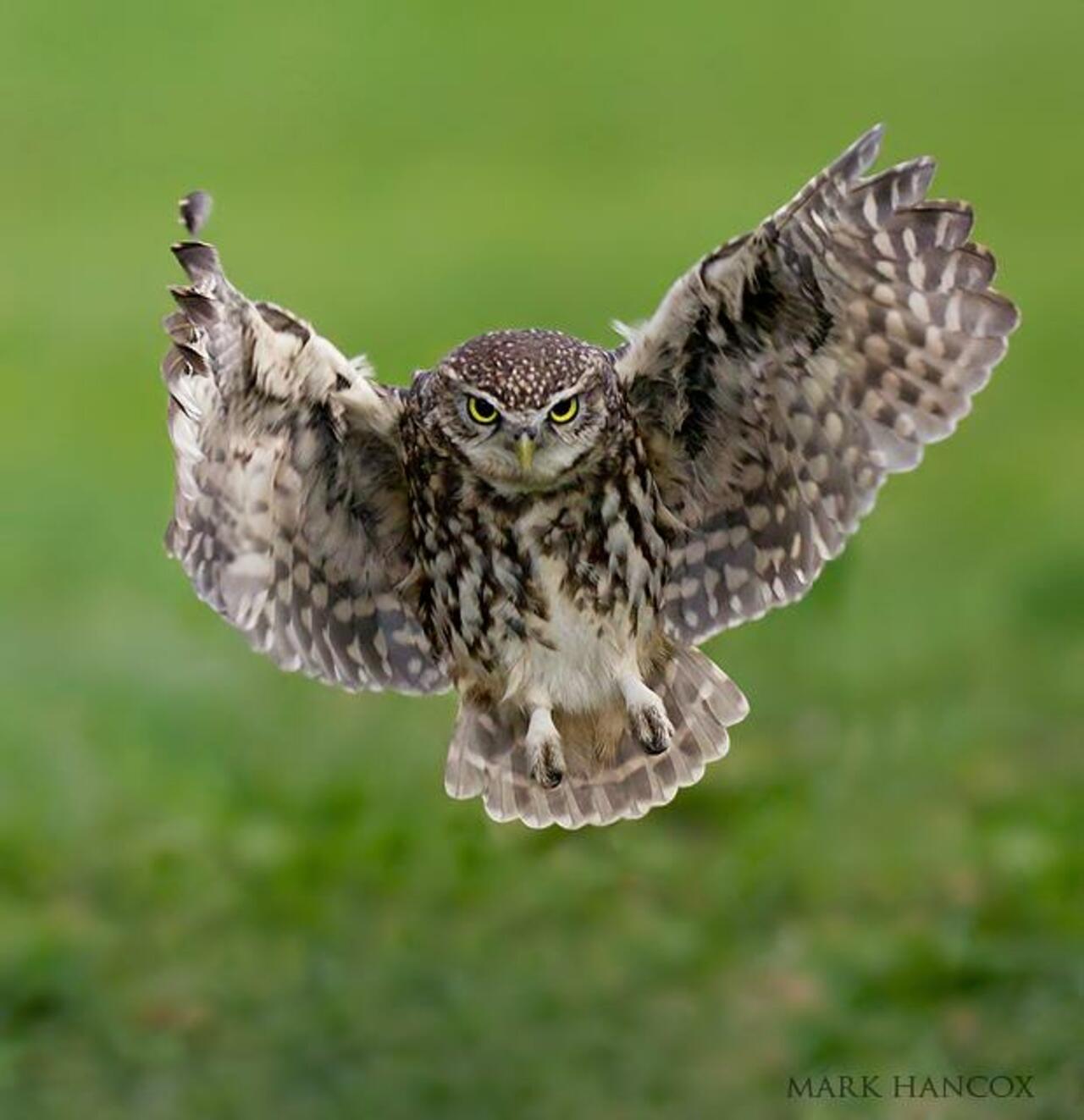 66 'Little #Owls' #Birds #Photography Gallery by Mark Hancox: http://bit.ly/1bGFM8C" http://t.co/dztiObs9T9