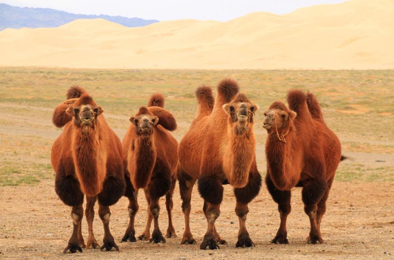 RT @AmazingMongolia: Explore extraordinary. Discover #Mongolia  #travel #flora #wanderlust #travelpics #ttot #nature #camel #WorldHeritage http://t.co/VV91pItAcz