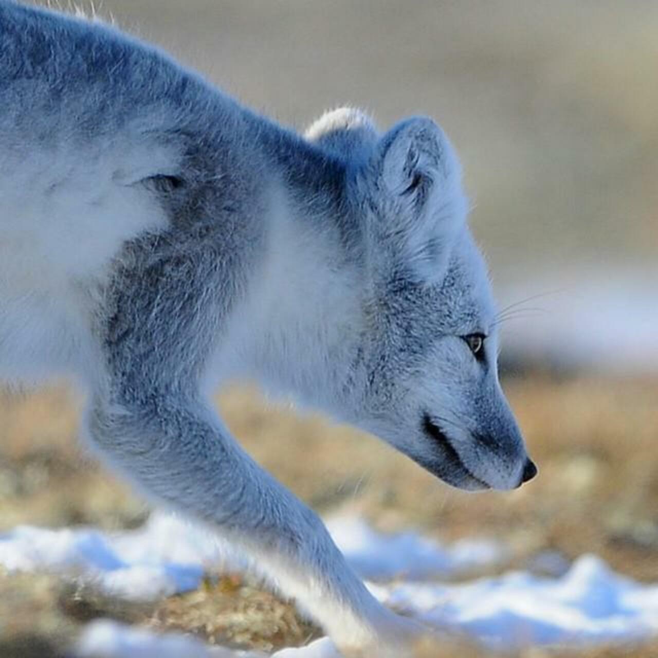 RT @NatlParksPhotos: Artic Fox
#dannysphoto #gallery #animals #articfox #nikon #norway #ilovenorway #ilovenature #wildanimals #wildlife … http://t.co/FL0sTXYHEr