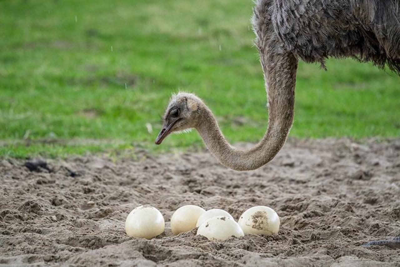 #Ostrich watching over the #eggs .http://www.shutterstock.com/pic-274255154/stock-photo-ostrich-female-protecting-the-big-eggs-in-the-rain.html #birds #animals http://t.co/s0MfXJz2fR