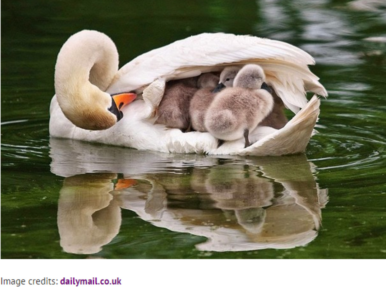 25 of the cutest parenting moments in the animal kingdom: http://bit.ly/1Cw2Bmp via @AlteringMinds #birds http://t.co/u0LjeGYLxH