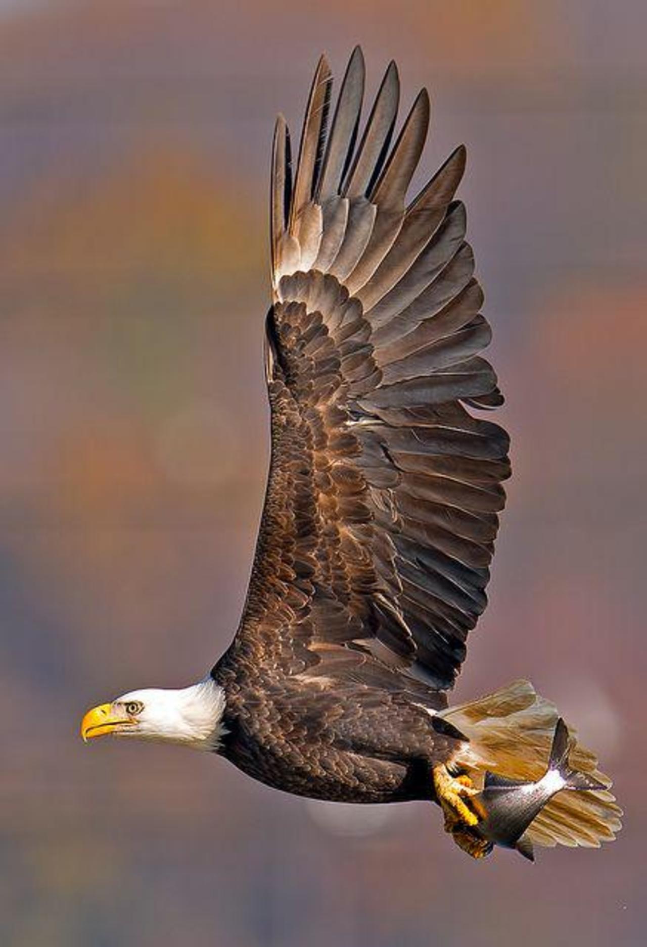 The Magnificent American Eagle http://t.co/cSRj1Tmmja c @t1956TN #nature #travel #photography #wildlife #birds