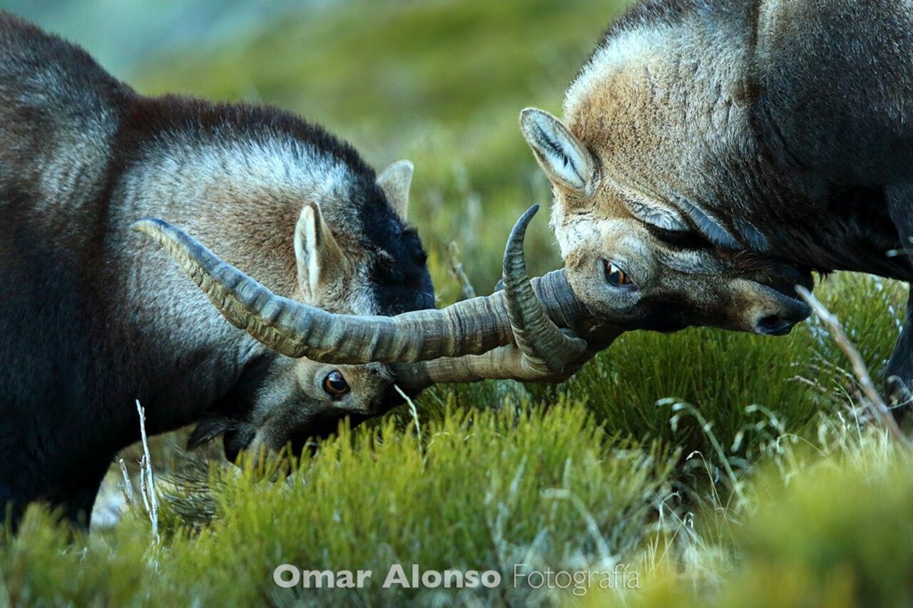 RT @OmarAlonsoB: #Fauna del #PNGuadarrama Cabras monteses #SpanishIbex Estos días la testosterona está por las nubes #Wildlife #photo https://t.co/6hkD1HssMQ