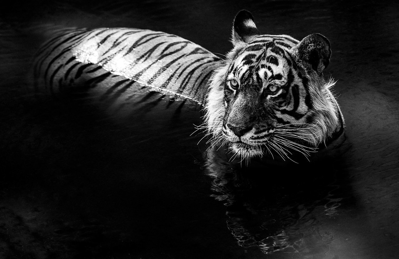 RT @David_Yarrow: Even while relaxing, the #tiger’s eyes will remain as alert as ever. #Wildlife https://t.co/bmP8Lw7Emh