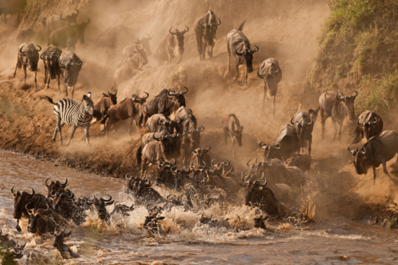 RT @africapoint: Don't miss this year's Wildebeest Migration at the Mara. #Kenya #Wildlife #wildlifephotography #adventuretravel https://t.co/oGbkTG7aOB