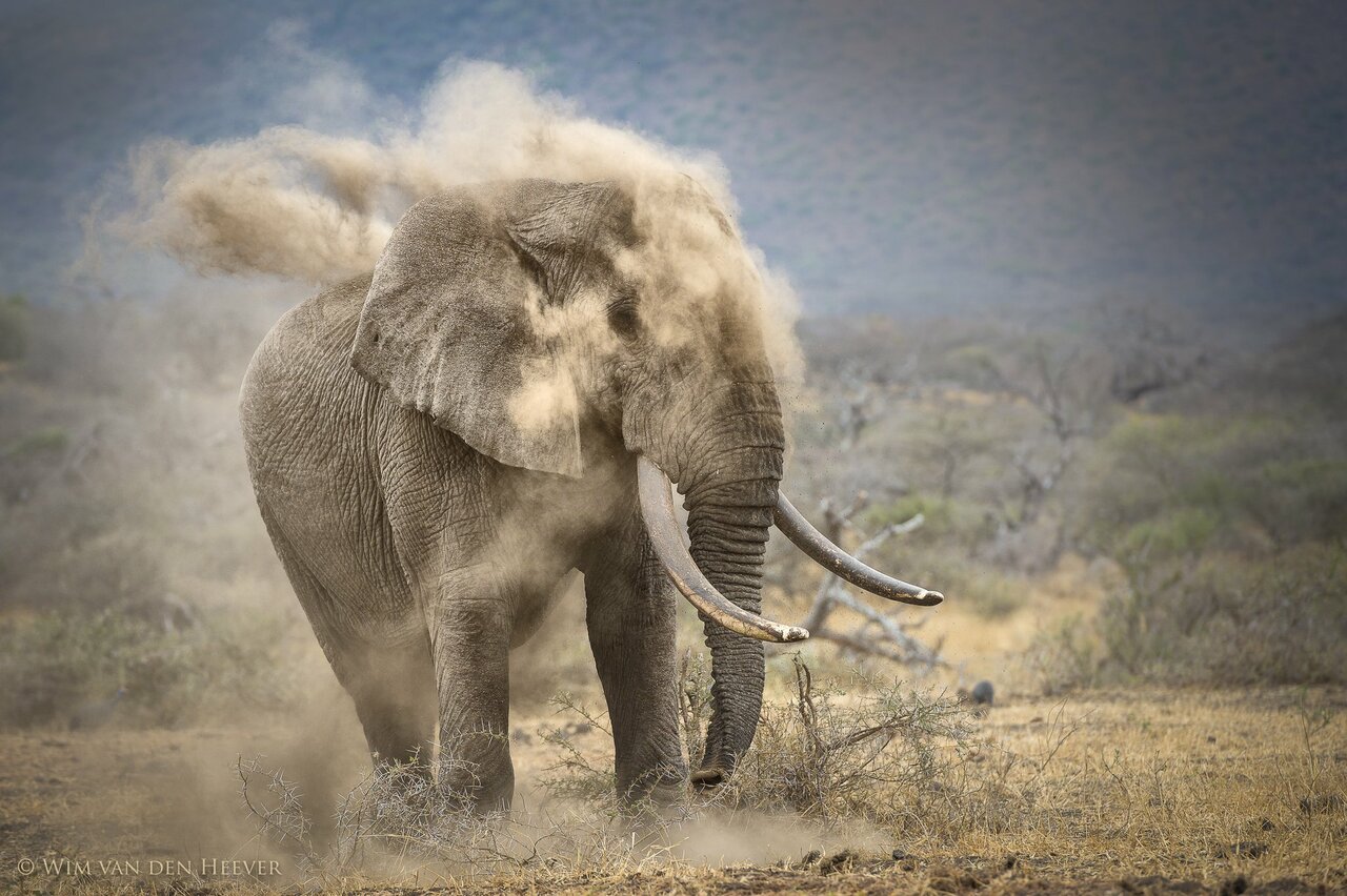 RT @500px:  Africa's Giants by @TuskPhoto: https://goo.gl/6s2g5i #FridayFeeling #wildlife https://t.co/MO6Y68FXYB