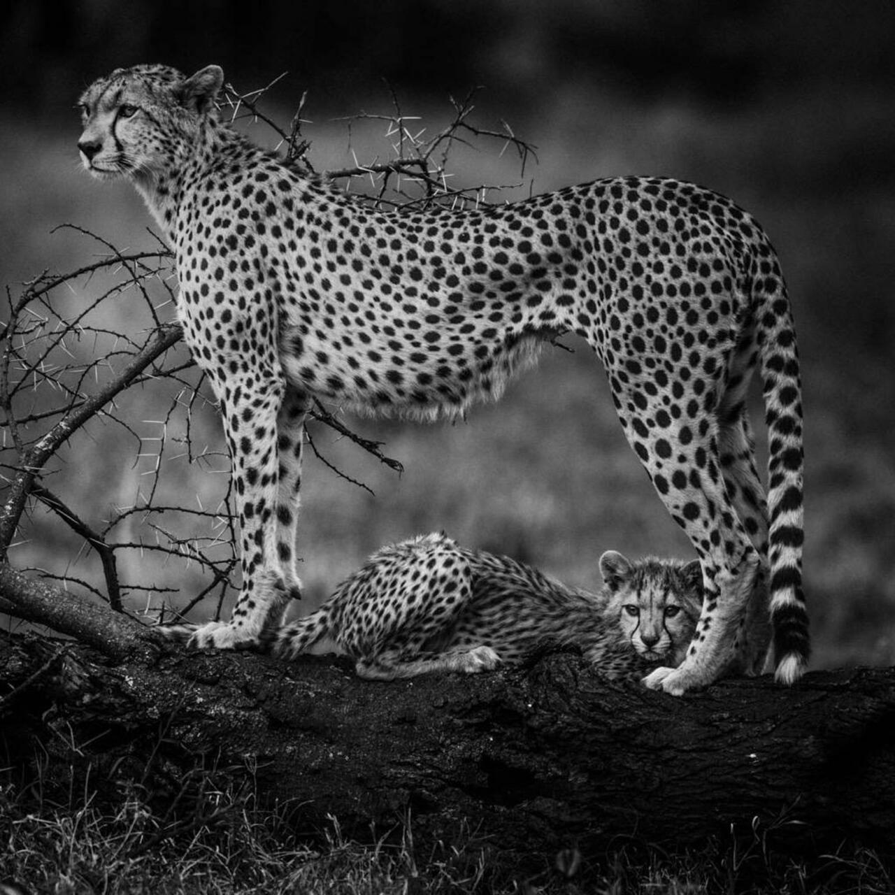 RT @Britanniacomms: Let's come together to save the cheetah http://laurentbaheux.com/blog  https://t.co/e4AjXFHonU c @laurentbaheux #nature #wildlife #photography