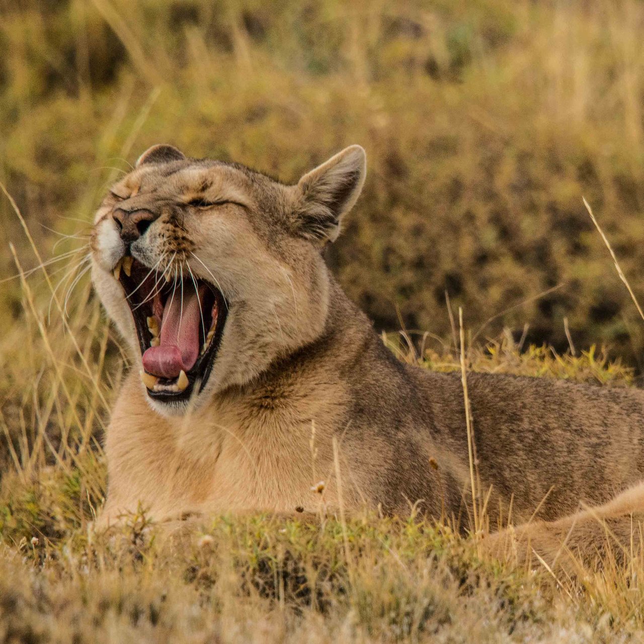 "Tired as a puma" - Shot 3 weeks ago on a #Puma tracking. #Wildlife #Chile #Patagonia #Travel #Safari https://t.co/oW1BQxgQie