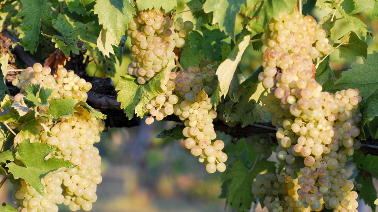 Storia della famosa #vernaccia di #sangimignano http://www.chiantilife.wine/it/vino-vernaccia-di-san-gimignano/ #tuscany #wine https://t.co/h4rnjL2eWf