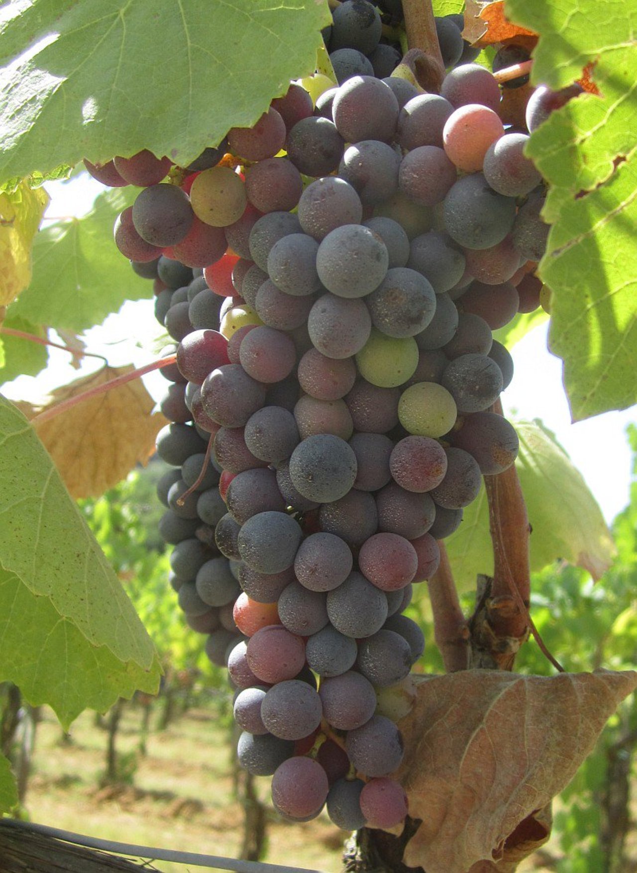 2016 veraison of autochthonous variety: Mammolo, mid August #Tuscany #Chianti #wine https://t.co/envW2dLieH