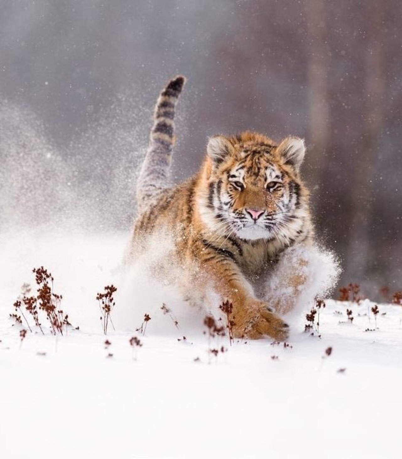 RT @arasaucedo24: ~Siberian tiger ... imposing!      By: Jan Pelcman#wildlife  https://t.co/yOOKr3lJBf