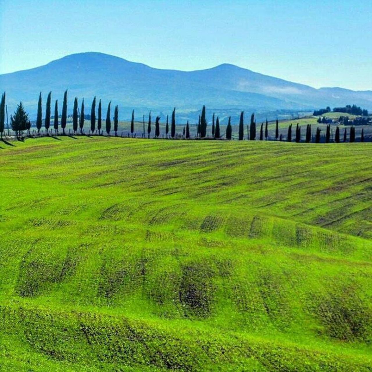 Green fields of Chianti #toscana #tuscany #igers #igersitalia #igerstoscana #igerssiena  #loves_united_toscana  #l… https://t.co/yVVCUxZeyX