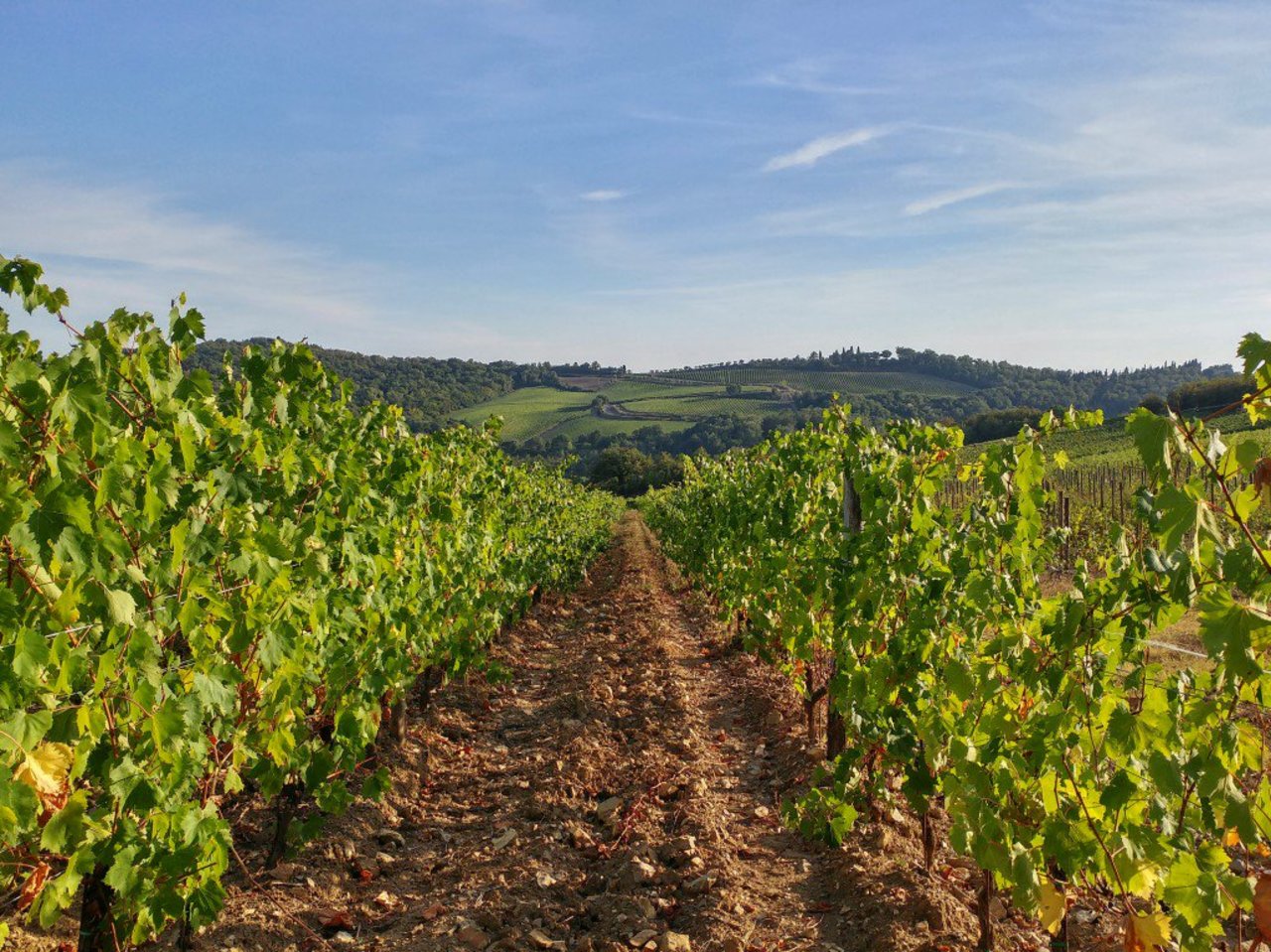 Gaiole in Chianti is home to many well-preserved castles and beautiful vineyards. Discover them all:… https://twitter.com/i/web/status/840170566879457280