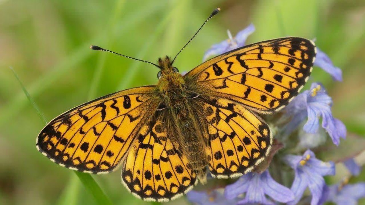 RT @Animal_Watch: Small pearl-bordered fritillary butterfly numbers boosthttp://www.bbc.co.uk/news/uk-scotland-39569824 @BBCNews #wildlife #Butterflies https://t.co/K6AiXlAq9w