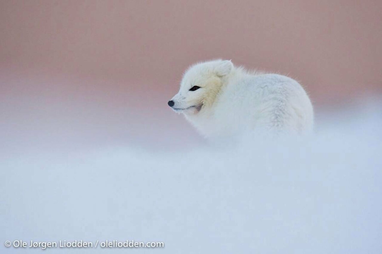 RT @elusive_moose: Beautiful  Arctic fox © Ole Jørgen Liodden #Norway #wildlife #travel #photography https://t.co/ci6nGWbrjo