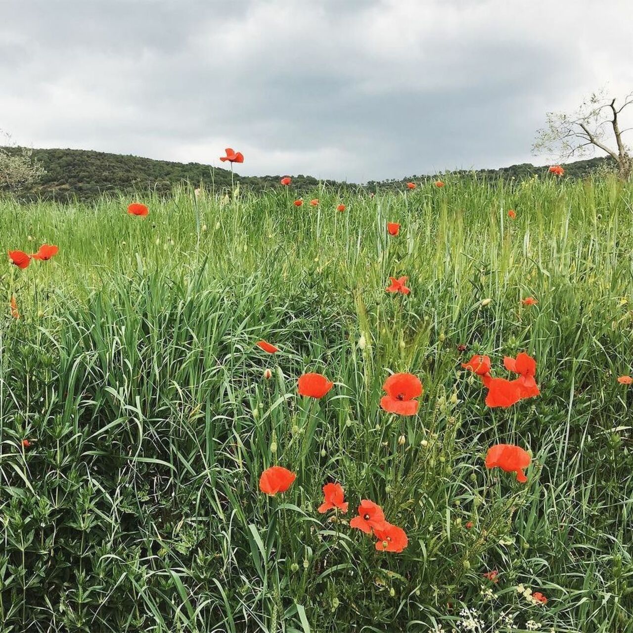 In Tuscany, red poppies grow like weeds. They're EVERYWHERE. ❤️ #Italy #Tuscany #mytinyatlas http://ift.tt/2oJeysY https://t.co/ikSkOk0cKE