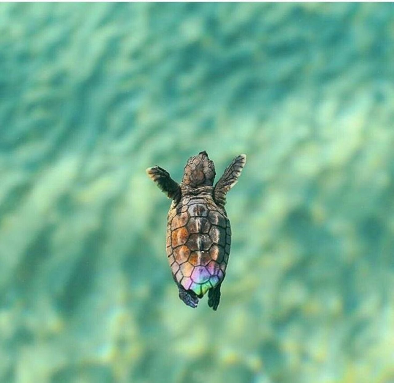 RT @arasaucedo24: ~First swim ... #wildlife https://t.co/k3gWZhT2qL