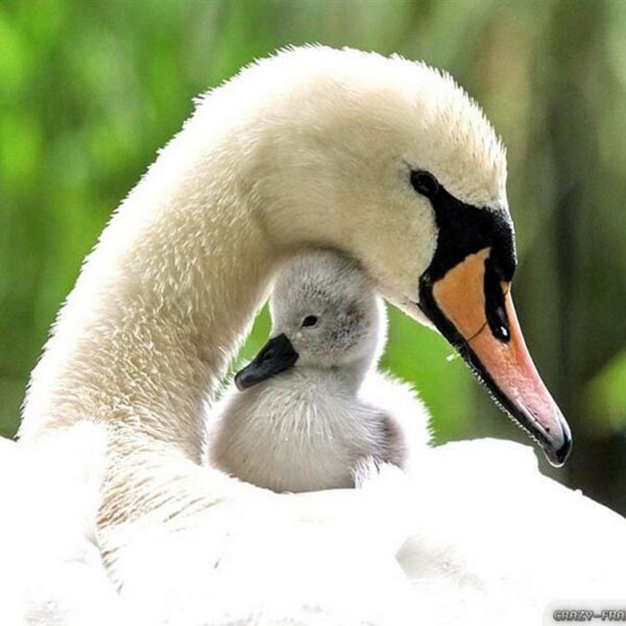Mother and baby. http://t.co/5ZtHUjRlfl #nature #animals