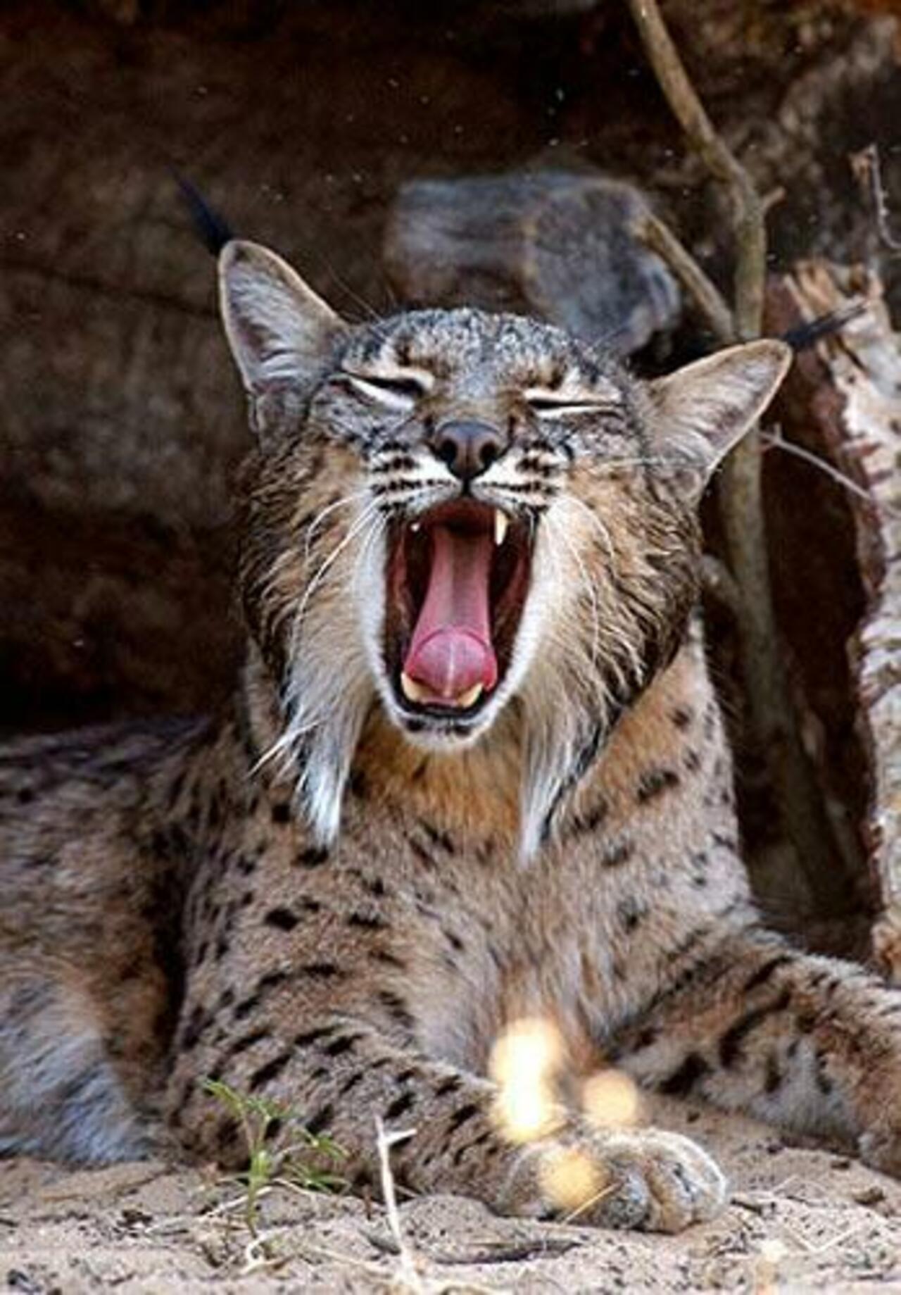 Bringing Back the Iberian Lynx - OneEurope http://one-europe.info/bringing-back-the-iberian-lynx#.VRJtz_frZLE.twitter #spain #portugal #environment #nature http://t.co/q8V6Dhyqj7