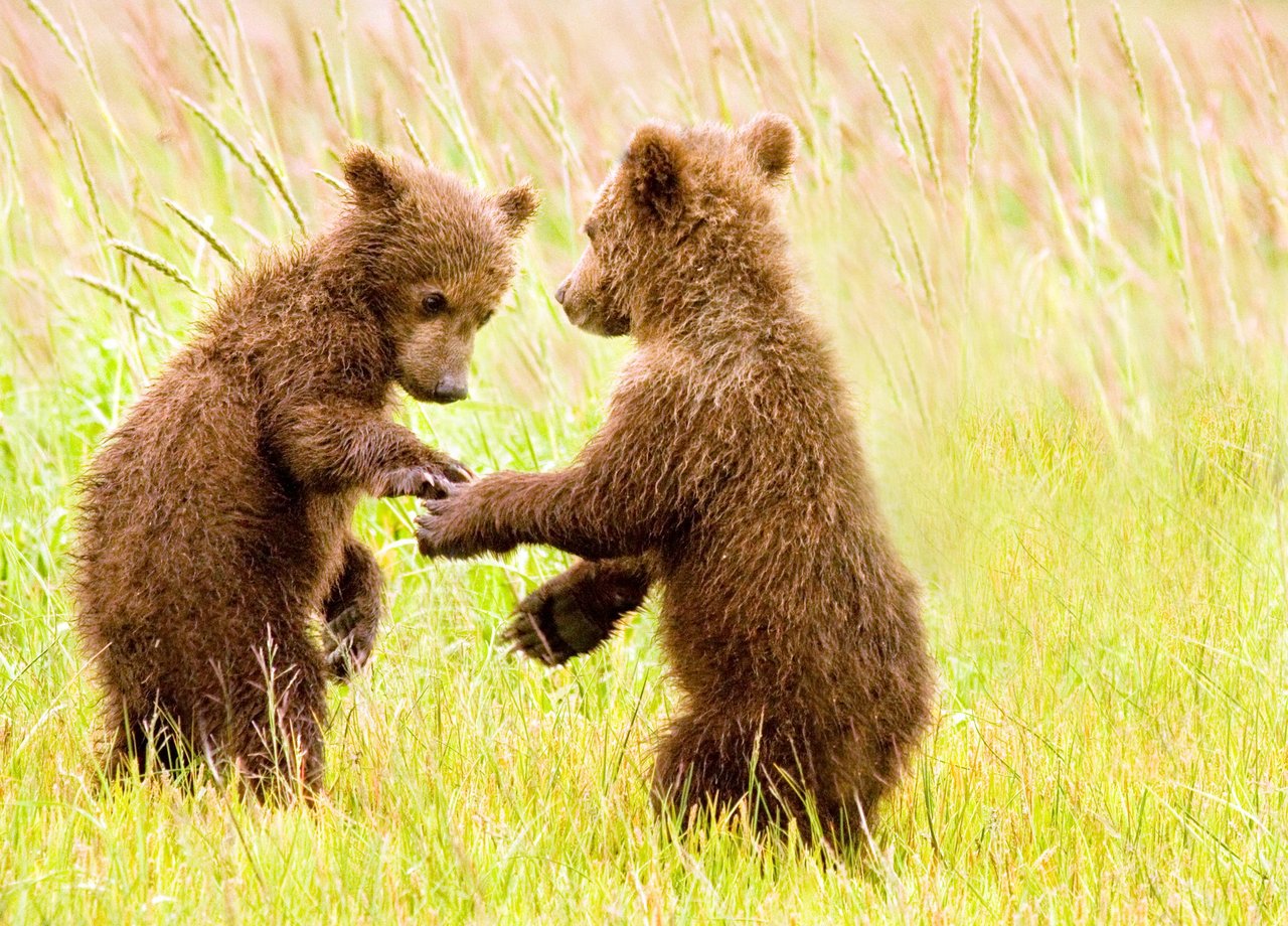 Here's some serious cute for your morning: Two bear cubs holding paws @LakeClarkNPS #Alaska #nature http://t.co/KeJnvNmkpN” @DanaNotman