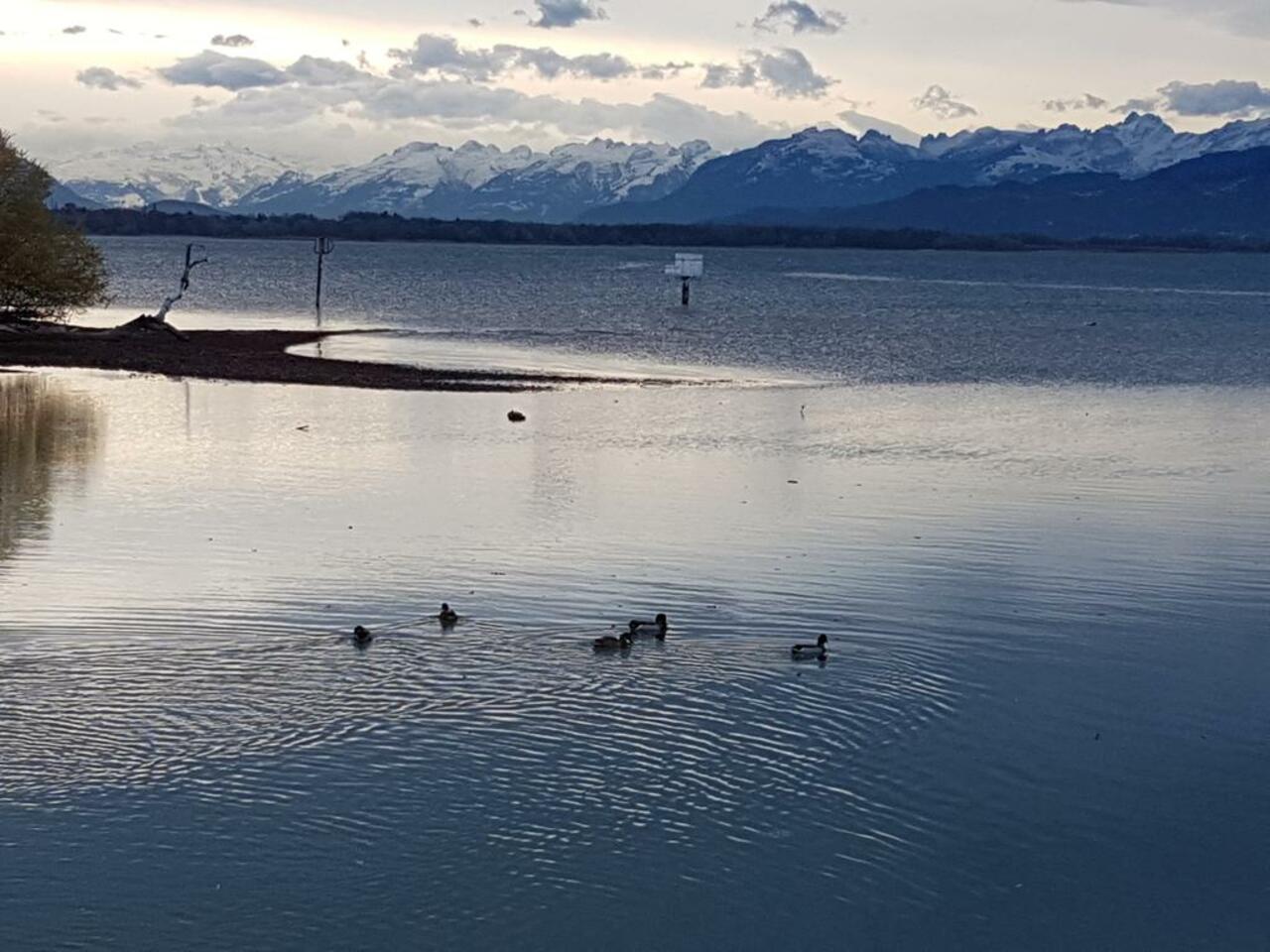 Dem Abend entgegen segeln #Bodensee #Lindau #Leiblachmündung https://t.co/88mfoZjB36