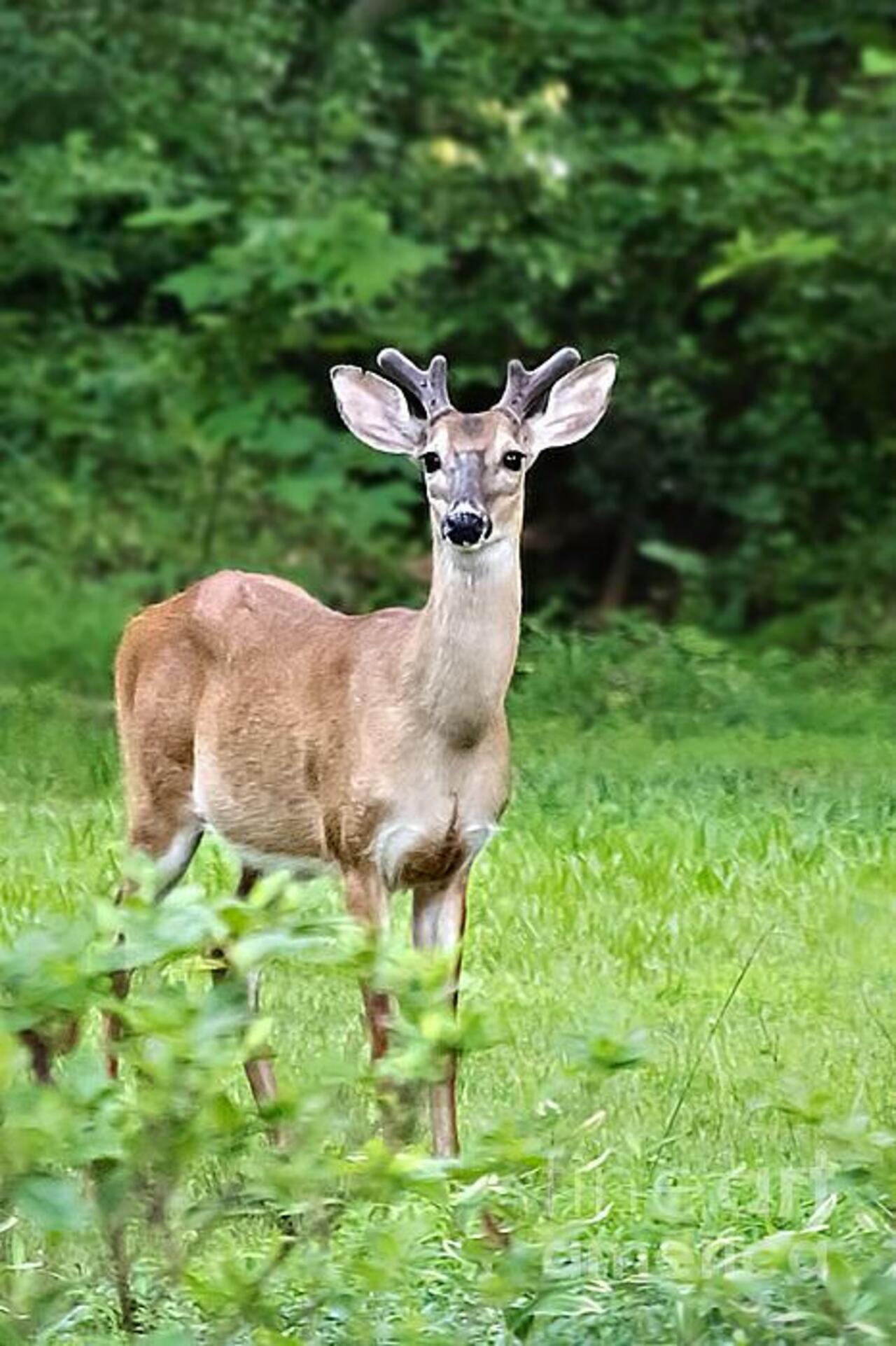 #spring has many wonderful surprises! “Young Buck” - http://jemmyarcher.com/featured/young-buck-jemmy-archer.html http://t.co/CALFoMzuge #nature #deer #wildlife #photoart
