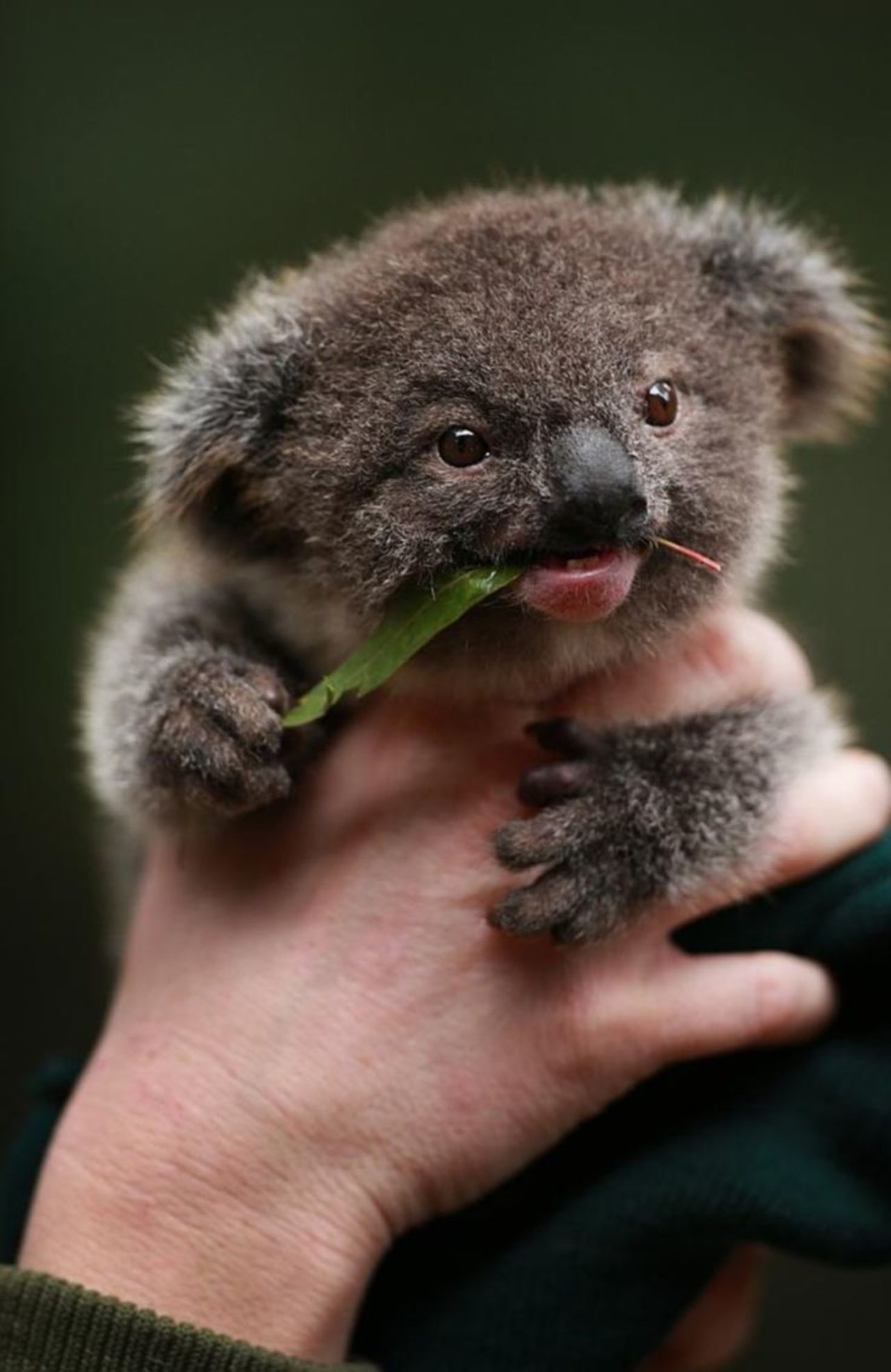 Baby Koala http://t.co/kogvw25pPU #nature #animals