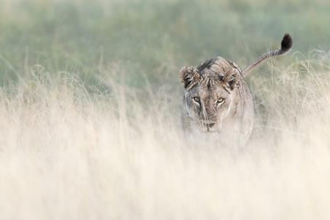 Lioness Stalking Wildlife Photographer http://wp.me/p4fcLa-Nk  #nature #travel #awesome #photos http://t.co/RCCblOAIgW