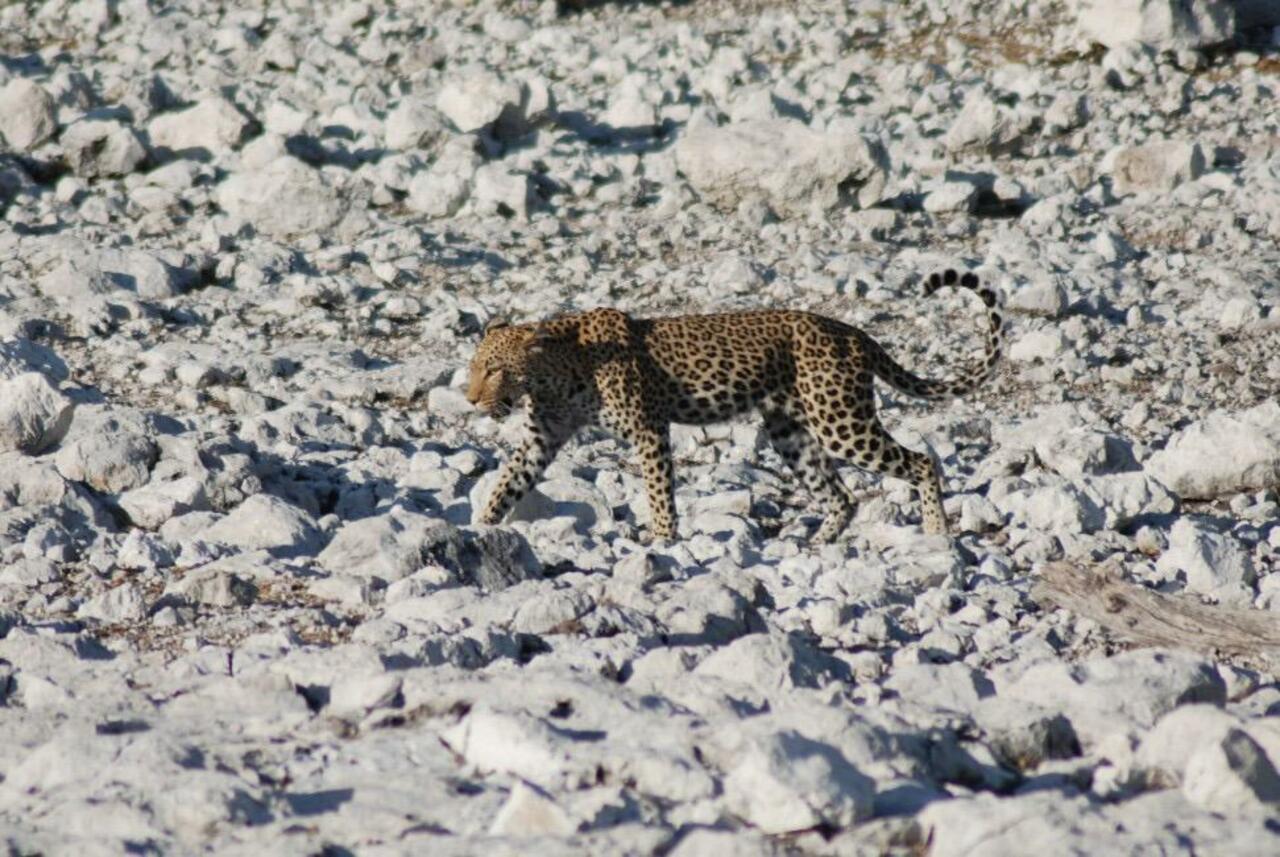 RT @africageo: RT @natmoss "Don’t look for the #leopard, Listen to the #birds ... http://t.co/VU24WCoDlF"